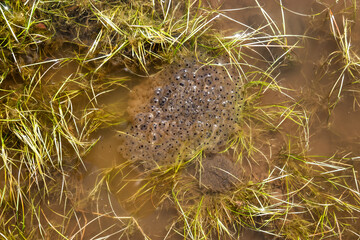Frog spawn in a puddle