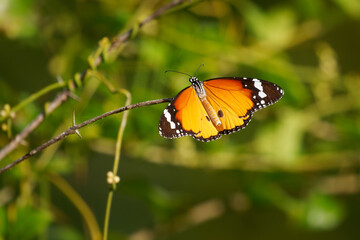 Orange butterfly Danaus chrysippus, also Plain tiger or African queen or African monarch, in Asia, Australia and Africa, consume plants in the genus Asclepias, more commonly called milkweed