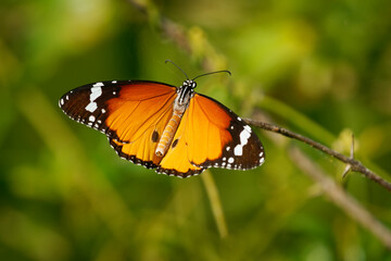 Orange butterfly Danaus chrysippus, also Plain tiger or African queen or African monarch, in Asia, Australia and Africa, consume plants in the genus Asclepias, more commonly called milkweed