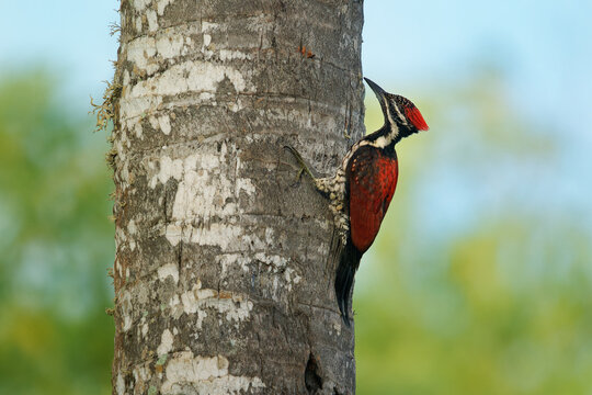 Red-backed Flameback Dinopium psarodes, striking red black woodpecker endemic to Sri Lanka; inhabits forests, gardens; loud drumming, key insect control. Bird on the palm trunk