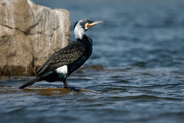 The great cormorant (Phalacrocorax carbo), known as the black shag in New Zealand, great black cormorant or black cormorant. Swimming and hunting, beautiful background and aquatic environment