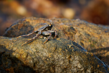 Natal Lightfoot Crab Grapsus tenuicrustatus or maculatus, colorful crab from rocky shores, key scavenger, great climber, vital to intertidal ecosystems, active at dawn and dusk