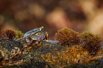 Natal Lightfoot Crab Grapsus tenuicrustatus or maculatus, colorful crab from rocky shores, key scavenger, great climber, vital to intertidal ecosystems, active at dawn and dusk