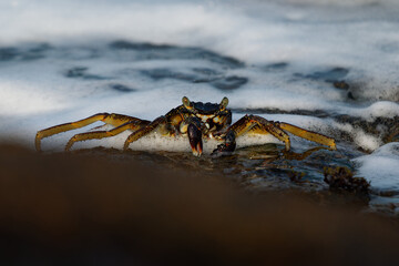 Natal Lightfoot Crab Grapsus tenuicrustatus or maculatus, colorful crab from rocky shores, key scavenger, great climber, vital to intertidal ecosystems, active at dawn and dusk