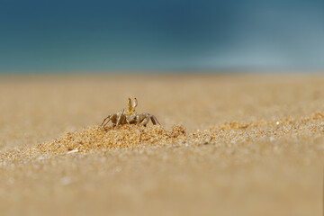 Crayfish - Ocypode brevicornis Ghost Crab found on sandy beaches of Indian Ocean, burrows in sand, nocturnal scavenger, pale yellow body, stalked eyes, agile predator feeds on the dead fish