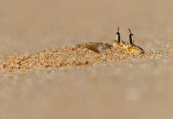 Crayfish - Ocypode brevicornis Ghost Crab found on sandy beaches of Indian Ocean, burrows in sand, nocturnal scavenger, pale yellow body, stalked eyes, agile predator feeds on the dead fish