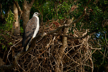 White-bellied Sea Eagle Haliaeetus leucogaster, large raptor on the nest, coastal Asia, Australia; prefers coastlines, islands; hunter, fish specialist, iconic predator, important to ecosystem balance