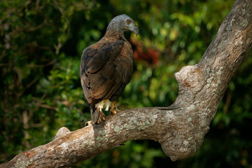 Grey-headed Fish-Eagle Haliaeetus ichthyaetus, large raptor in wetlands, rivers of Southeast Asia, India, fish hunter, vital to freshwater ecosystems, often seen perched near water