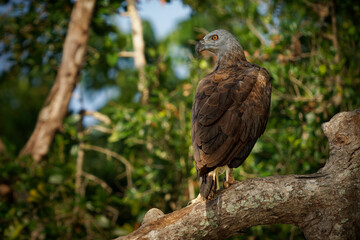 Grey-headed Fish-Eagle Haliaeetus ichthyaetus, large raptor in wetlands, rivers of Southeast Asia, India, fish hunter, vital to freshwater ecosystems, often seen perched near water