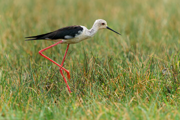 Black-winged Stilt Himantopus himantopus, bird wader long red legs, black-white plumage; in wetlands across Europe, Asia, foraging in the green grass in Sri Lanka