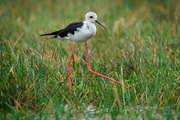 Black-winged Stilt Himantopus himantopus, bird wader long red legs, black-white plumage; in wetlands across Europe, Asia, foraging in the green grass in Sri Lanka