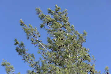 canopy of Turkish pine (Pinus brutia Ten)