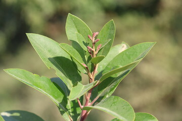 leaves of Arbutus andrachne  tree