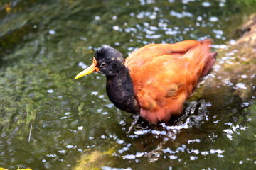 Close up view of a wattled jacana