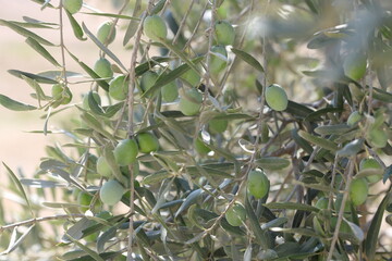 olive branch
