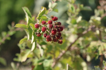 blackberry is an edible fruit produced by many species in the genus Rubus in the family Rosaceae,