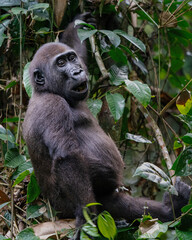 Female Western lowland gorilla, Gorilla gorilla gorilla, in Dzanga-Sangha Special Reserve, Central African Republic	