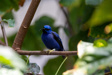 purple honeycreeper perched in a tree