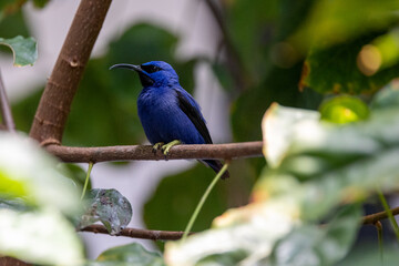 purple honeycreeper perched in a tree
