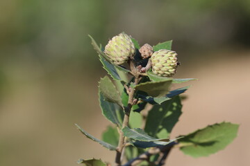 acorns and leaves of Quercus coccifera