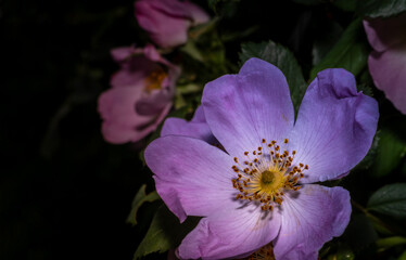 closeup photo of purpule flower on dark background. Flower wallpaper