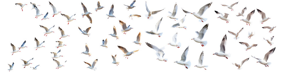 Obraz premium Set of Flock of seagull bird isolated on transparent background