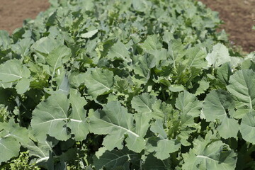 畑ののらぼう菜