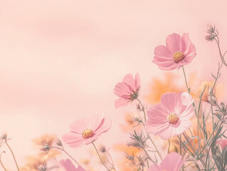 Fototapeta premium Pink Cosmos Flowers in Dreamy Soft Focus