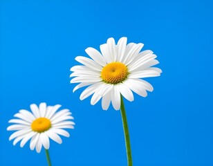 A large white daisy flower with an orange center, standing on a green stem against a bright blue background create with ai