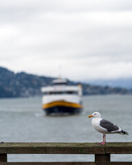 San Francisco Bay with a seagull in the front, an approaching ferry in the background