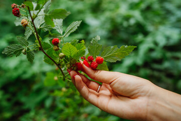 Close up of a woman's hands picking up wild raspberries in the forest
