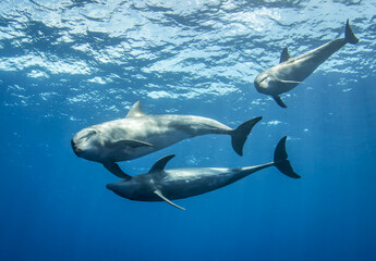 Obraz premium Bottlenose dolphin, French Polynesia