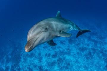 Bottlenose dolphin, French Polynesia