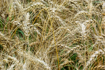 A Close-up Of A Crop Of Wheat Growing In Summer