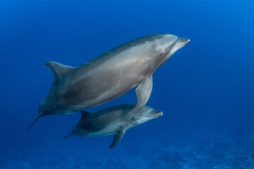 Bottlenose dolphin, French Polynesia
