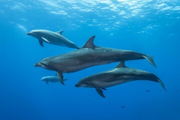Bottlenose dolphin, French Polynesia