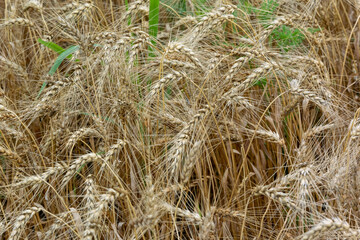 A Close-up Of A Crop Of Wheat Growing In Summer