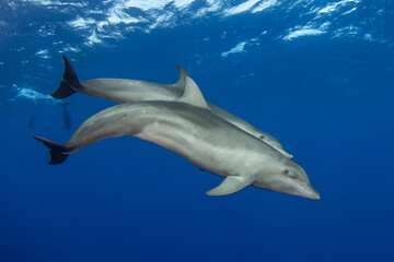 Bottlenose dolphin, French Polynesia