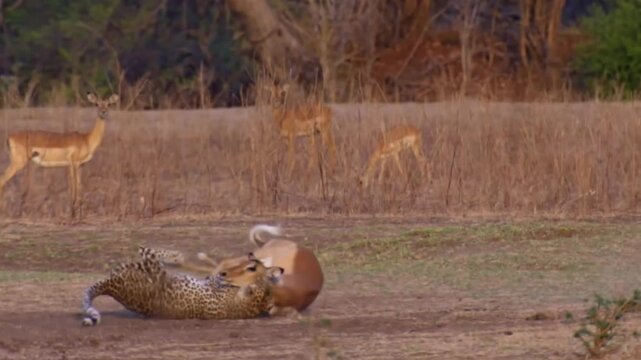 Super Slow Motion of Leopard Attacks Gazelle 4K