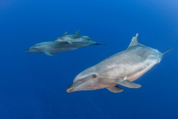 Bottlenose dolphin, French Polynesia