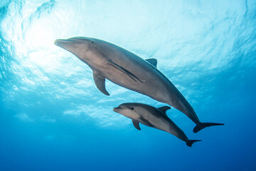 Bottlenose dolphin, French Polynesia