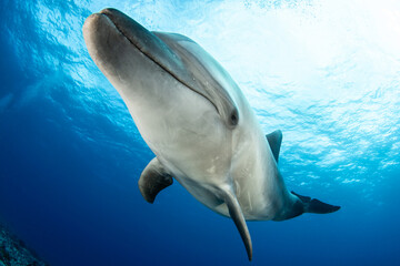 Fototapeta premium Bottlenose dolphin, French Polynesia