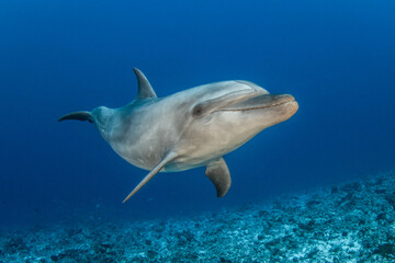 Obraz premium Bottlenose dolphin, French Polynesia