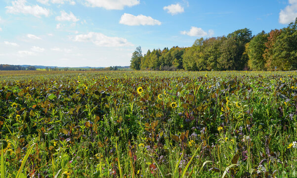 Field of forage plants near a forest. The field with sunflowers and beets with red leaves stretches out to the horizon. These are feed crops for cows during the winter. harvest. sunny day..
