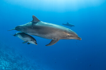 Fototapeta premium Bottlenose dolphin, French Polynesia