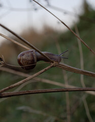 snail on a branch 