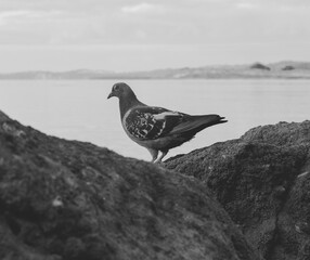 pigeon on the rocks 