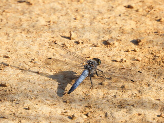 Dragonfly posing on arid ground