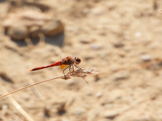 Dragonfly posing on plant in the field