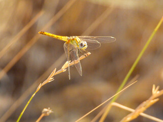 Dragonfly posing on plant in the field